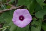 Cotton morning-glory